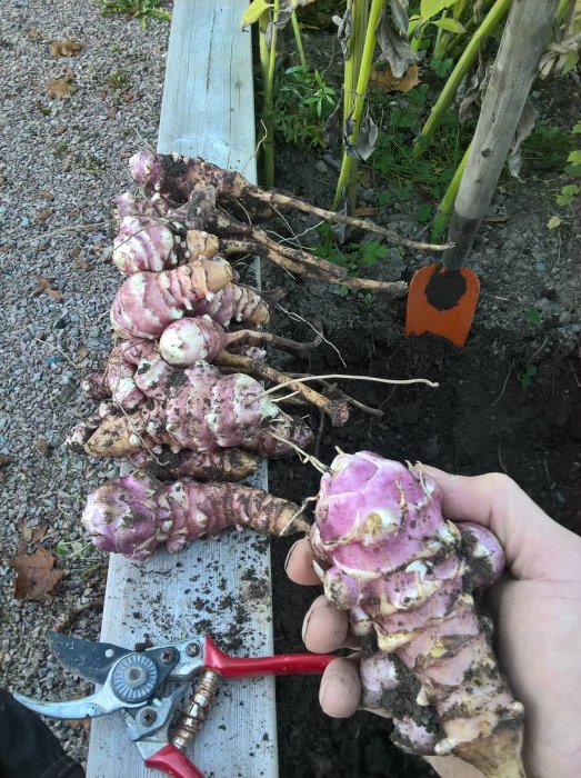Stor knippe upptagna jordärtskockor i hand framför planteringsbädd med spade och sekatör.