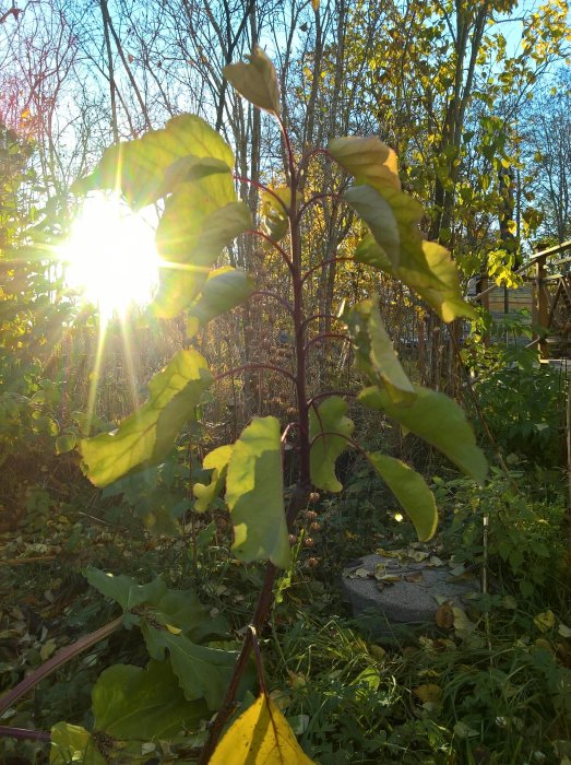Ett aprikosträd med gröna och gula löv i motljus under en solig dag, med lummig vegetation i bakgrunden.