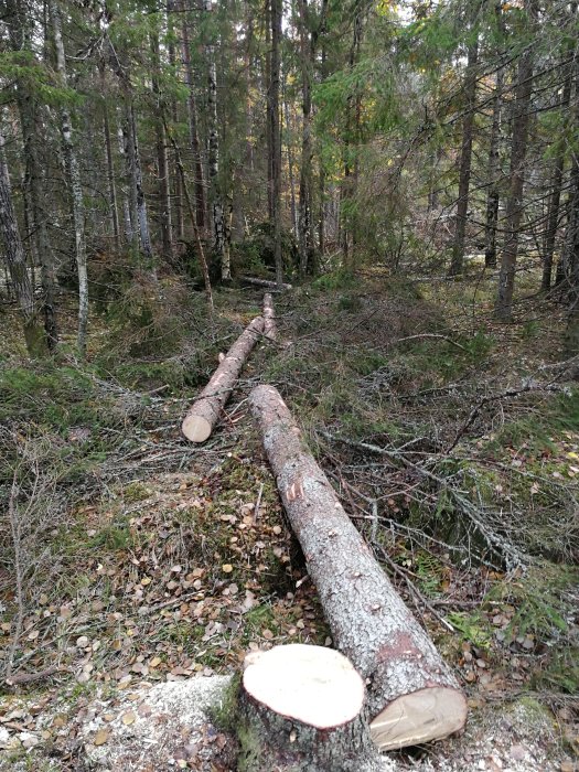 Nedfälld trädstock i skog med synliga sågade avsnitt.