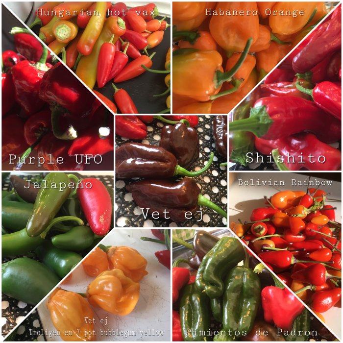 Collage av olika chilisorter som skördats, med sorter som 'Hungarian hot wax', 'Habanero Orange', märkt med namn.