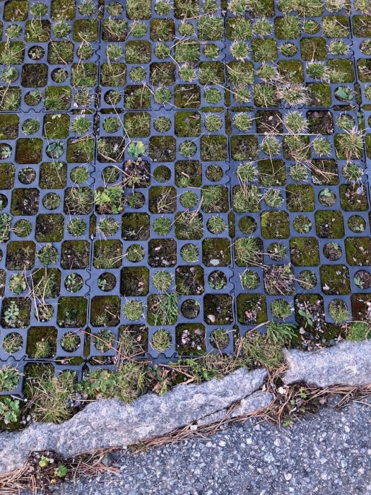 Gräsarmering med gräs och mossor som växer genom plastnätets hålrum på en uppfart.