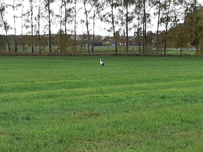 Stork står på en grön äng nära en hage med träd i bakgrunden.