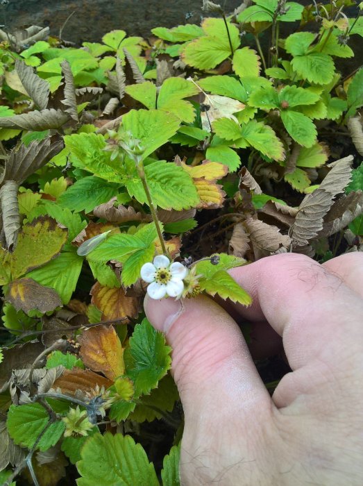 Hand som håller ett smultronplanta med blommor och gröna blad trots kyliga väder.