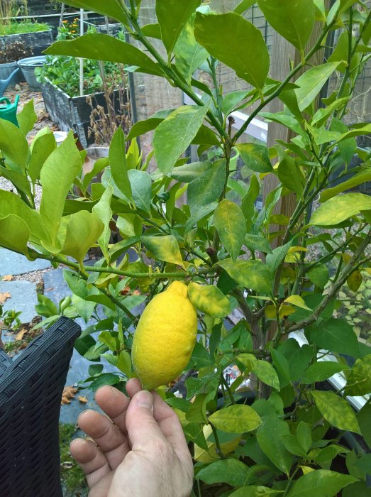 Mogen citron på gren med hand som rör vid den, gröna blad runtom i ett växthus.