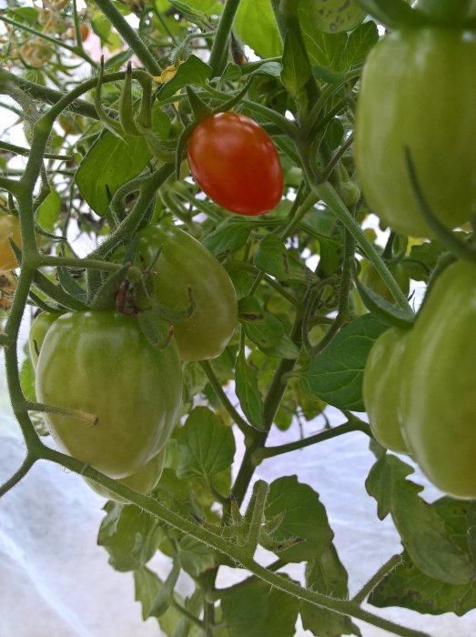 Mogna och omogna tomater på en planta i ett växthus.