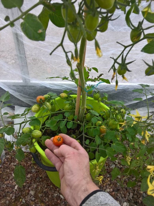 Hand som håller en mogen tomat bland gröna omogna tomater i ett växthus.