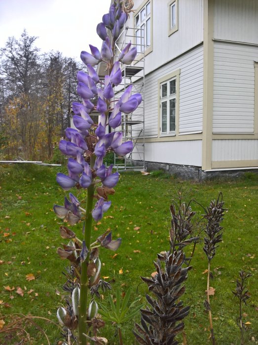 Lupiner i blom framför ett hus med vit fasad och en stege, höstlöv på marken.