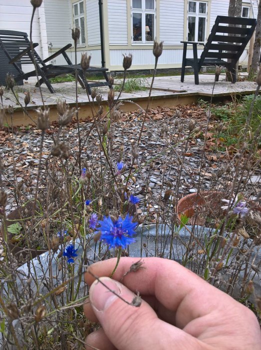 En hand håller en vissnad blomma framför ett blomsterbed med blå blommor och vissna solrosor mot en husbakgrund.