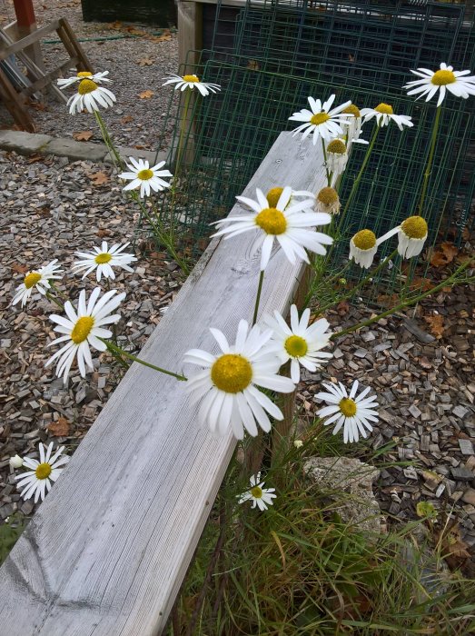 Prästkragar som växer längs en träplanka med grus och ett grönt staket i bakgrunden.