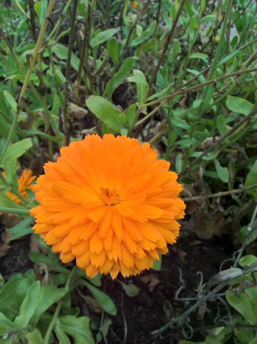 Ljusorange blomma i närbild med flera kronblad och gröna bladväxter i bakgrunden.