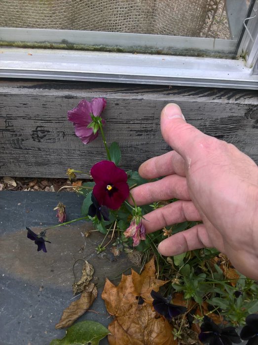 Hand som pekar på lila och mörkröda blommor med höstlöv på marken.