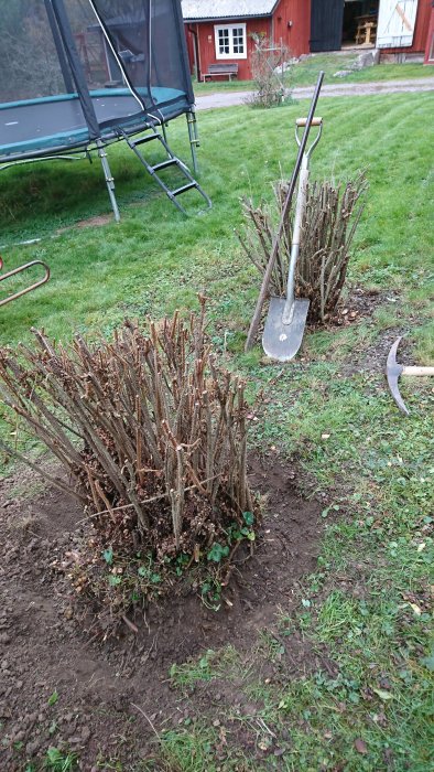 Två beskurna rosbuskar i trädgård med utgrävd jord runt, spade och huggkrok lutade mot busken.