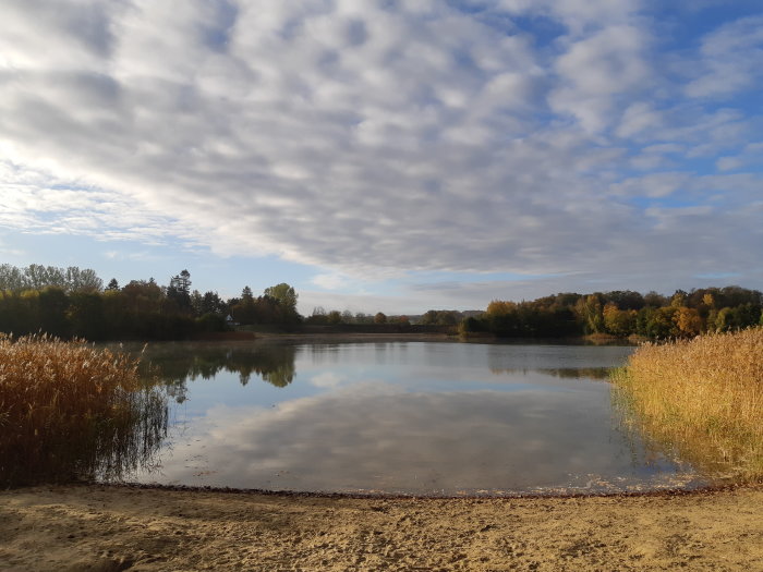 En lugn sjö omgiven av höstfärgade träd och gulbrunt vass under en molnig himmel.
