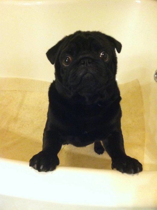 En svart mops står i ett badkar redo för tassbad på grund av furunkolos.
