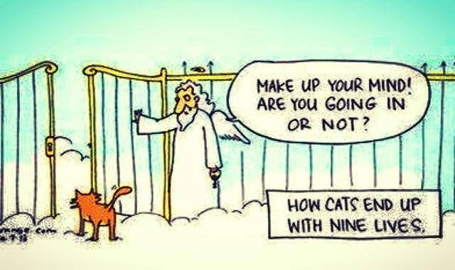 Tecknad bild av en katt vid himmelens port med texten "Make up your mind! Are you going in or not?" och undertext "How cats end up with nine lives.