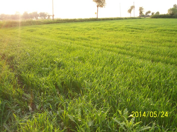 Lummigt grönt fält i solljus med texten "2014/05/24" i nedre högra hörnet.