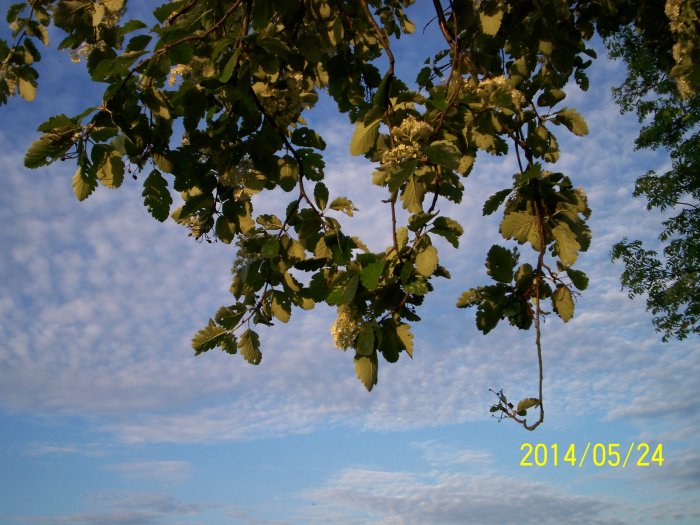 Grenar med gröna blad och vita blomklasar mot delvis molnig himmel, datumstämpel nedtill i bilden.