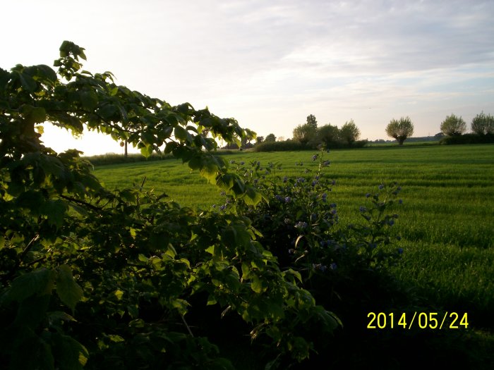 Lummig trädgård vid skymning med gröna lövverk och blå blomsterbuske, datumstämpel i nedre höger hörn.