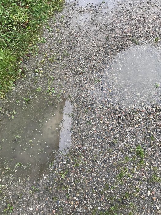 Vattenpölar på grusuppfart bredvid gräsyta, indikerar dålig dränering.
