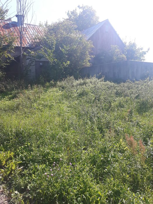 Överväxt trädgård framför gammalt förfallet hus delvis dolt av grönska i starkt solljus.