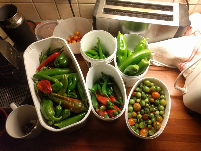 Behållare fulla av skördade gröna och röda chilifrukter samt gröna tomater på ett köksbord.