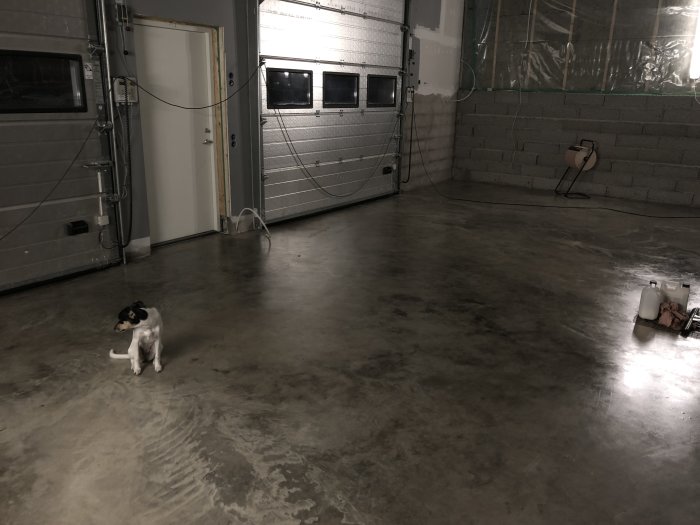 Ett nyligen behandlat betonggolv i ett garage, en hund i förgrunden, rent och städat utseende.