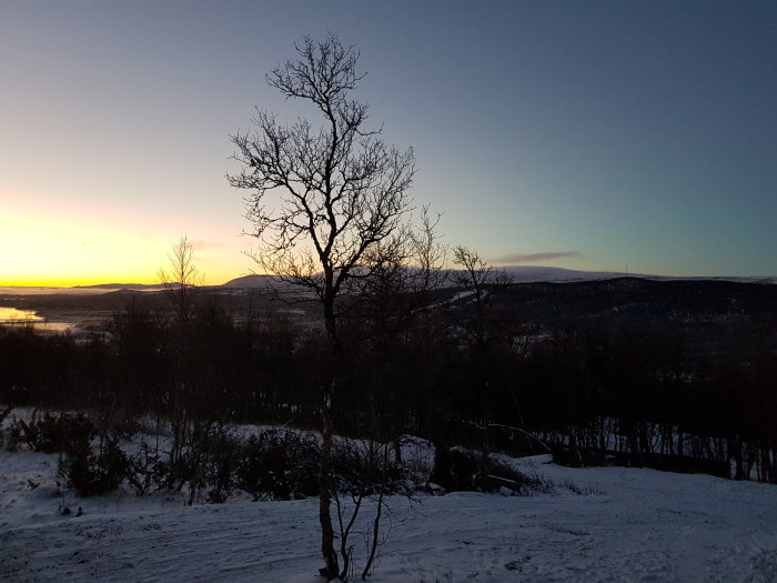 Vintersolnedgång över ett snöklädd landskap med ett kalt träd i förgrunden.