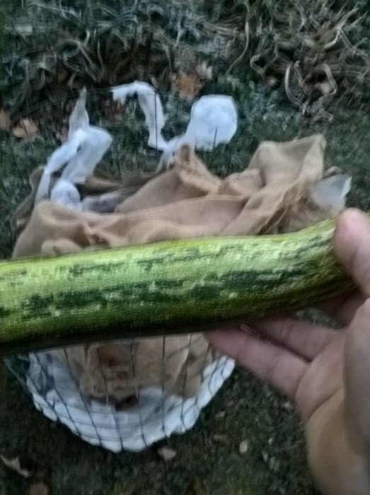 Hand som håller en stor frostnupen squash med skyddande väv i bakgrunden.