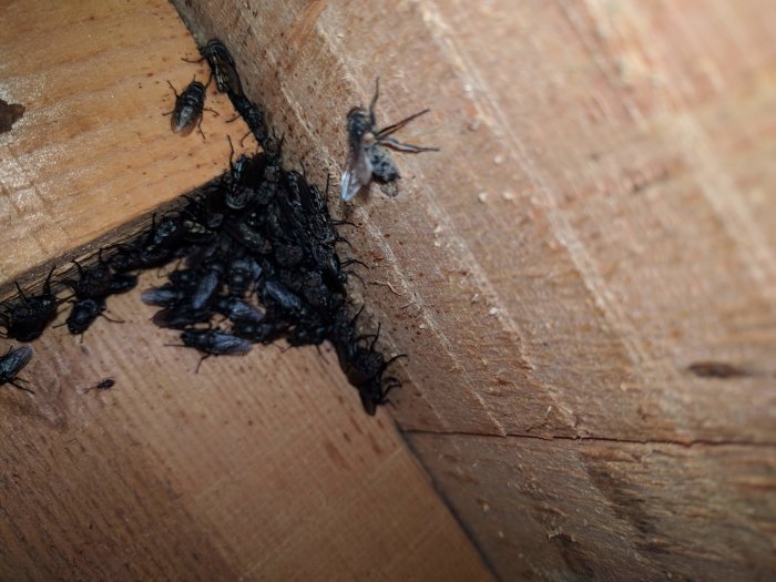 Flugor och larver samlade i hörn på en träyta, troligtvis ett insektsbo.