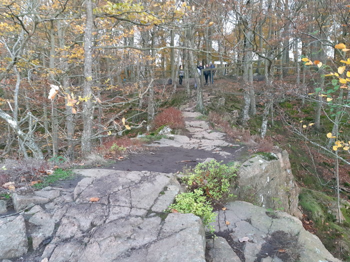 Stig genom bokskog i Söderåsens Nationalpark med besökare i bakgrunden.