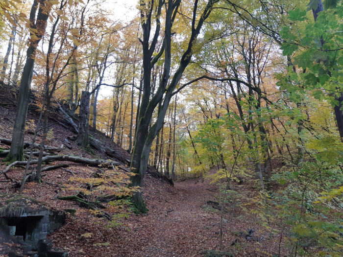 Höstvy i bokskogen vid Söderåsens nationalpark med löv på marken och gula löv på träden.