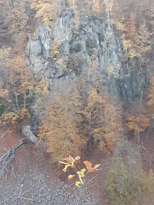 Höstvy av klippformation och lövträd i Söderåsens nationalpark.