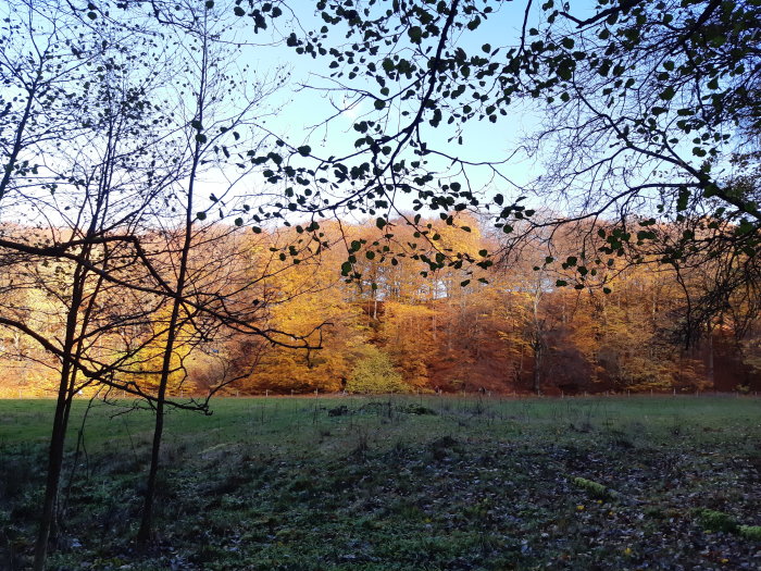 Vy av en lummig bokskog vid Söderåsens nationalpark med höstfärgade löv och solljus som filtreras genom trädkronorna.