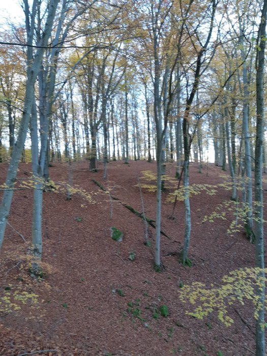 Bild av bokskog i Söderåsens nationalpark med spridda gulnande löv på marken.
