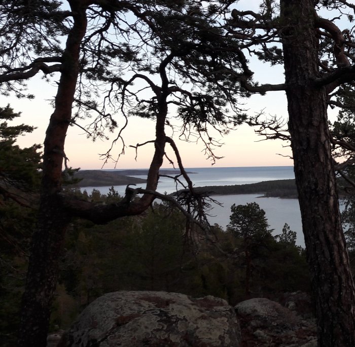Vy över en sjö genom tallar vid solnedgång under en skogspromenad.