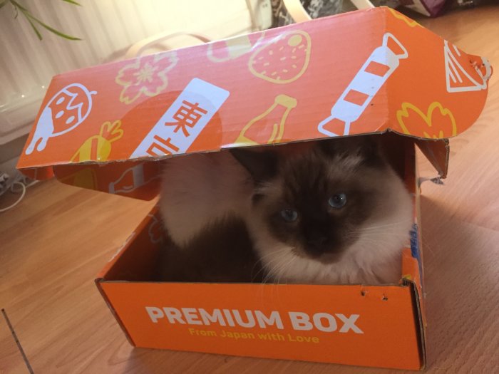 Birma katt med blå ögon tittar ut från en färgglad kartong märkt "PREMIUM BOX From Japan with Love