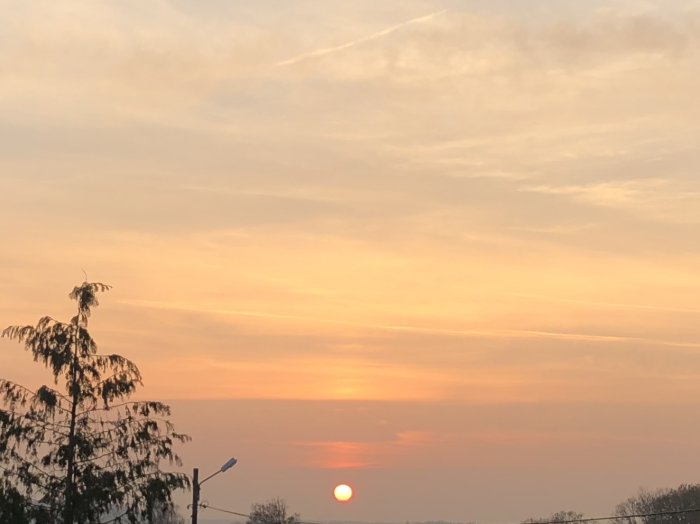 Solnedgång med mjuka rosa och gula himmelsfärger och silhuetter av träd.
