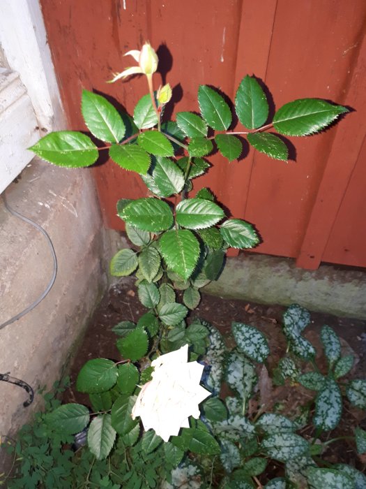 En grön växt med stora blad och en knopp intill en röd trävägg, misstagen för novemberkaktus.