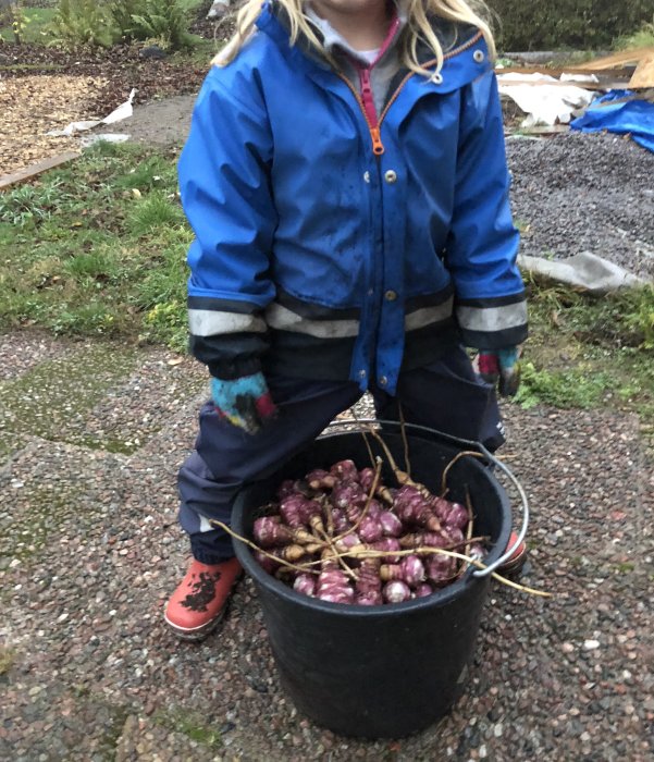 Barn håller i hink fylld med skördade jordärtskockor.