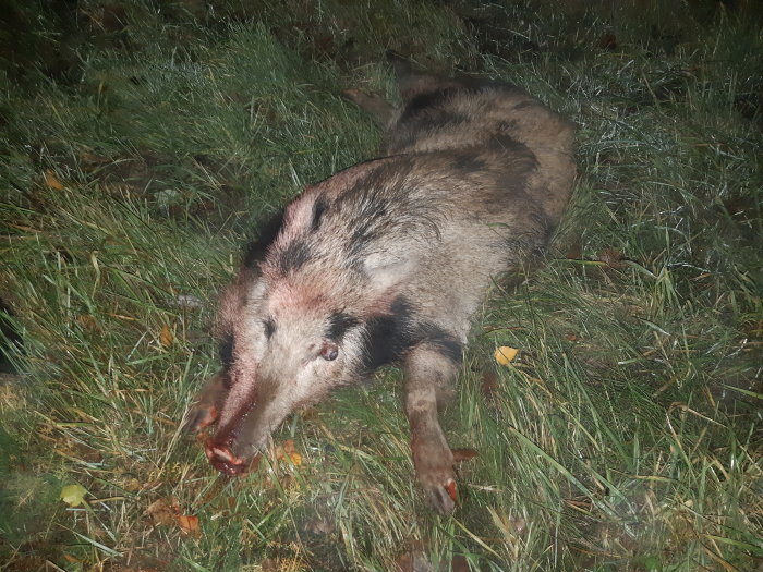 Vildsvin ligger på marken vid vägkanten, verkade vara del av en grupp men lämnades efter av de andra.