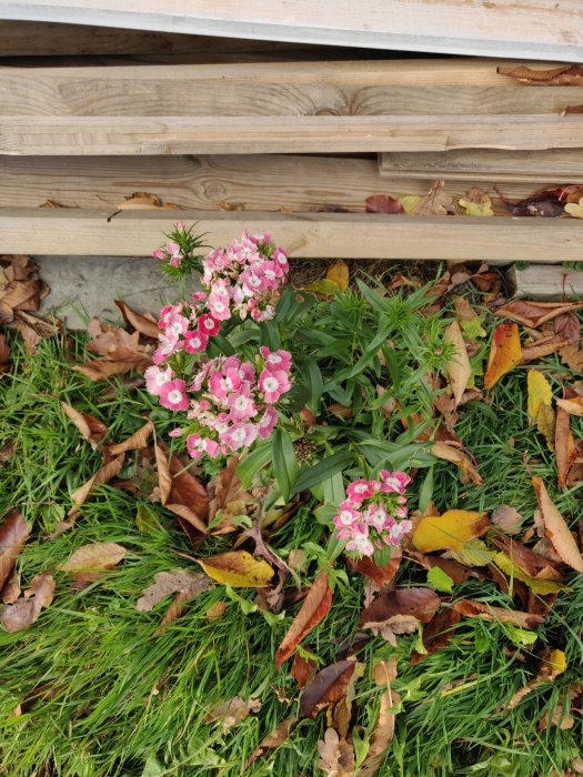 Rosa blommor som blommar intill ett trästaket, omgivna av grönt gräs och höstlöv.