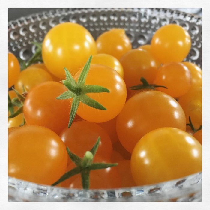 Guldfärgade körsbärstomater i en glänsande skål, närbild med fokus på tomat med blast.