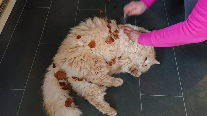 Långhårig orange katt på golv täckt med löv medan en person klappar den.