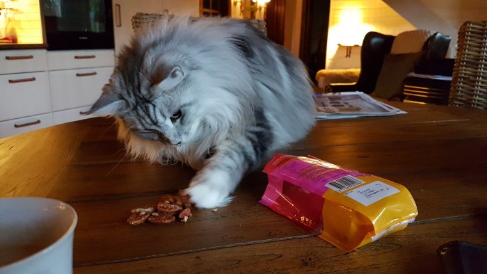 Långhårig katt leker med valnötter på träbord bredvid en tom vindruvsförpackning.