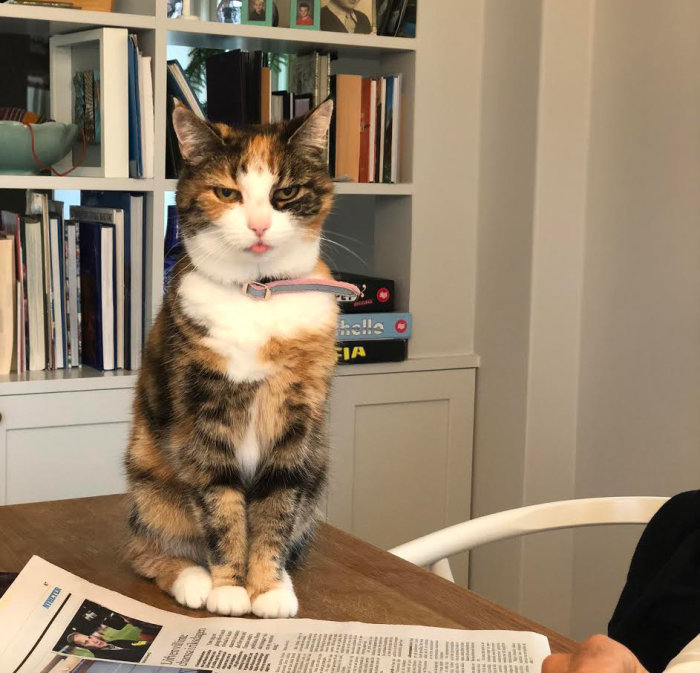 Tricolor katt sitter vid ett bord med tungan ute, framför en bokhylla och tidning.