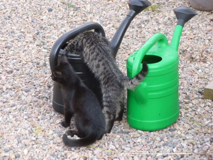 Två katter leker med en svart och en grön vattenkanna på grus.