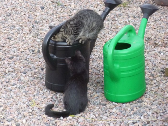 Två katter, en på en svart kompost och en svart katt på marken intill en grön vattenkanna.