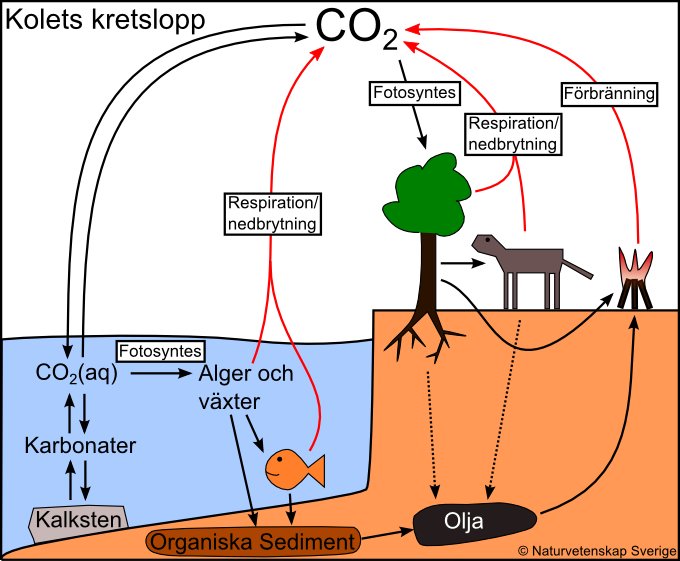 Illustrativ bild av kolets kretslopp med pilar som visar fotosyntes och respiration.