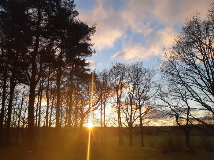 Solnedgång med silhuetter av träd och färgglada moln på himlen.
