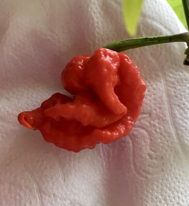 En mogen Carolina Reaper-chili med röd färg och rynkig textur på ett vitt underlag.